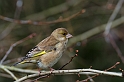 Greenfinch - C